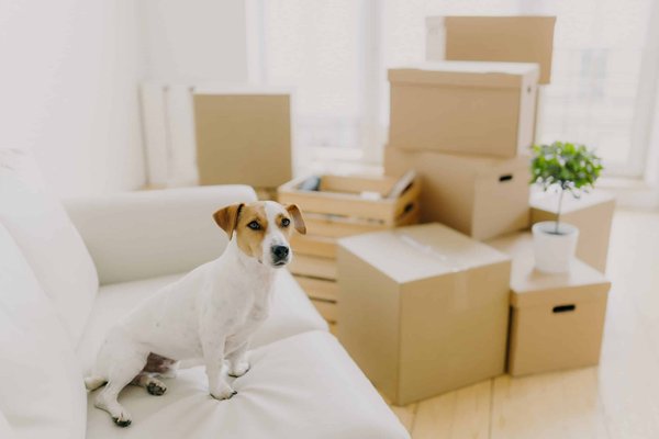 What Are the Most Stylish Yet Comfortable Flat Shoe Options for Long Days at the Office?